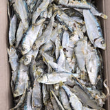 [무료별도배송][꽃마Fresh] 남해안 아라 햇멸치 - 디포리 200g x 3박스 유통기한: 2026년 10월 31일