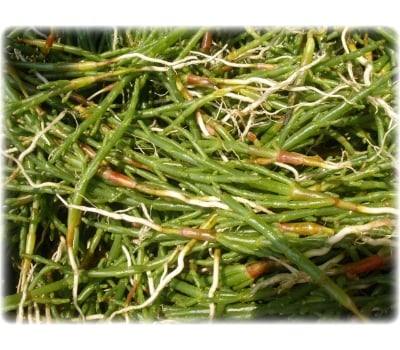 [고국배송] 21년산 함초소금 토판염 고운소금2kg+1kg(3kg)