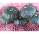 [고국배송] 제주 유기농 밤호박 보우짱 3kg