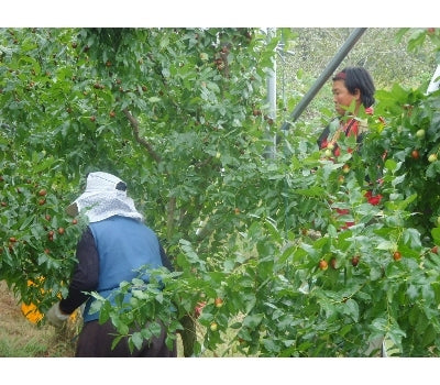 [고국배송] (1+1 할인) 옹기대추즙(선물용) - 보은대추 100%를 전통옹기에 수작업!.