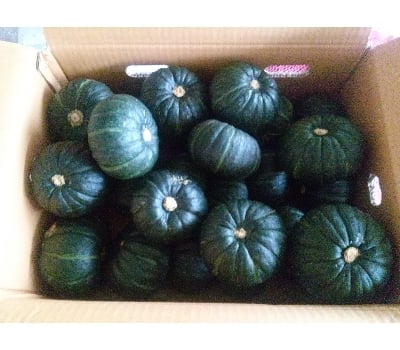 [고국배송] 제주 유기농 밤호박 보우짱 3kg