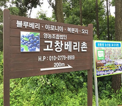 [고국배송] 무농약 고창 햇 블루베리 생과 2kg(왕특/특 사이즈 선택)