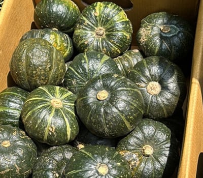 [고국배송] [무배] 포슬포슬 제주 미니밤호박 2kg/3kg/5kg/10kg