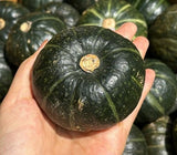 [고국배송] [무배] 포슬포슬 제주 미니밤호박 2kg/3kg/5kg/10kg