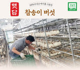 [고국배송] [햇담송]국내산 참송이버섯 정품 특사이즈 최상급 500g 1kg