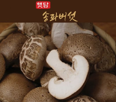 [고국배송] [햇담송]국내산 송화버섯 상급 최고급형 농협납품 무농약 송고버섯