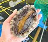 [고국배송] 활전복 특대 8-9미 1kg