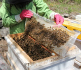 [고국배송] [꽃꿀100%] 설악산허니팜_피나무꿀 2.4kg