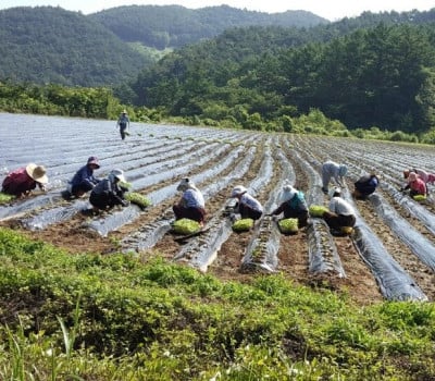 [고국배송] 유기농 생들기름 180ml