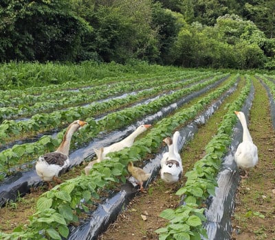 [고국배송] 유기농 생들기름 180ml