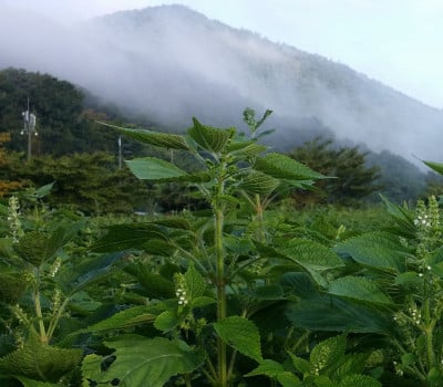 [고국배송] 유기농 생들기름 180ml