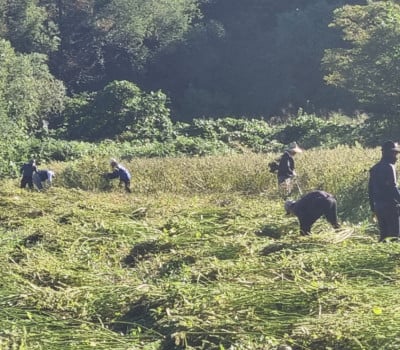 [고국배송] 유기농 생들기름 180ml