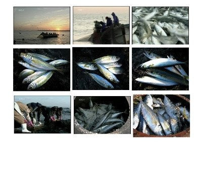 제주 전통 어간장 900ml 유통기한 : 2026년 8월 5일