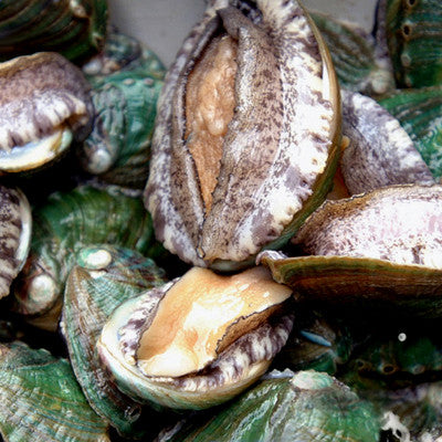 싱싱한 완도 냉동 전복 500g (9~10마리)