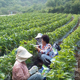 청양골 깻잎 장아찌 500g
