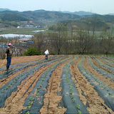 청양골 깻잎 장아찌 500g